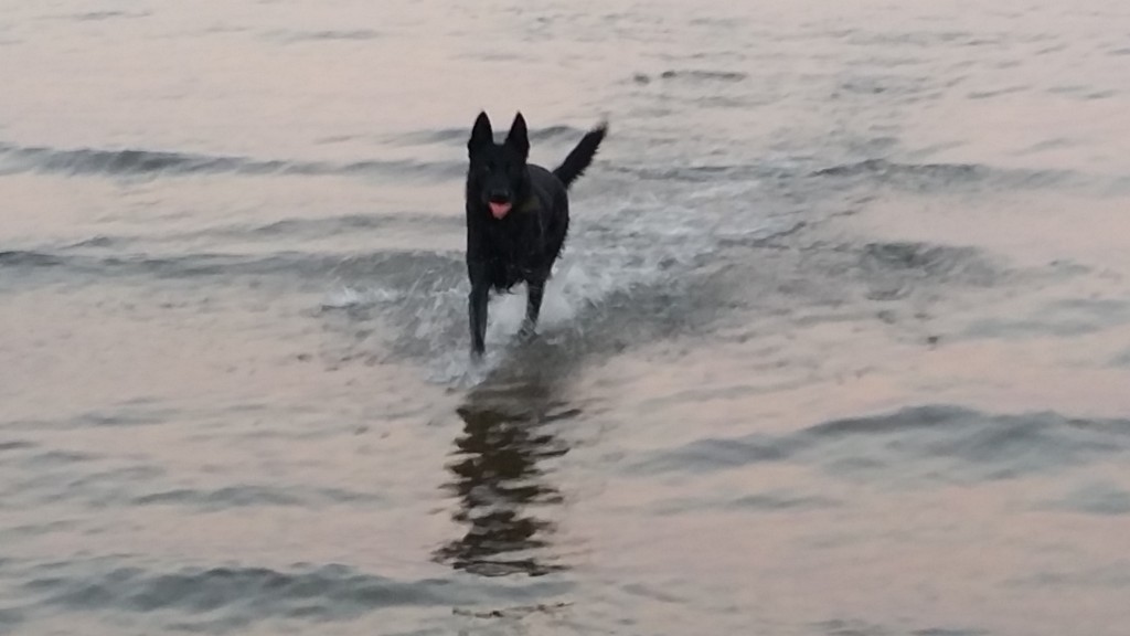 La selección del perro, como escoger mi perro ideal.