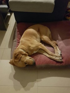 IMG-20160524-WA0016