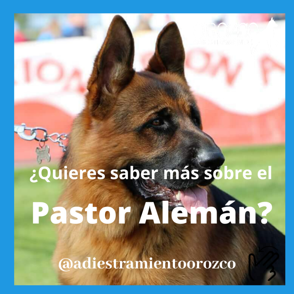 El Pastor Alemán
