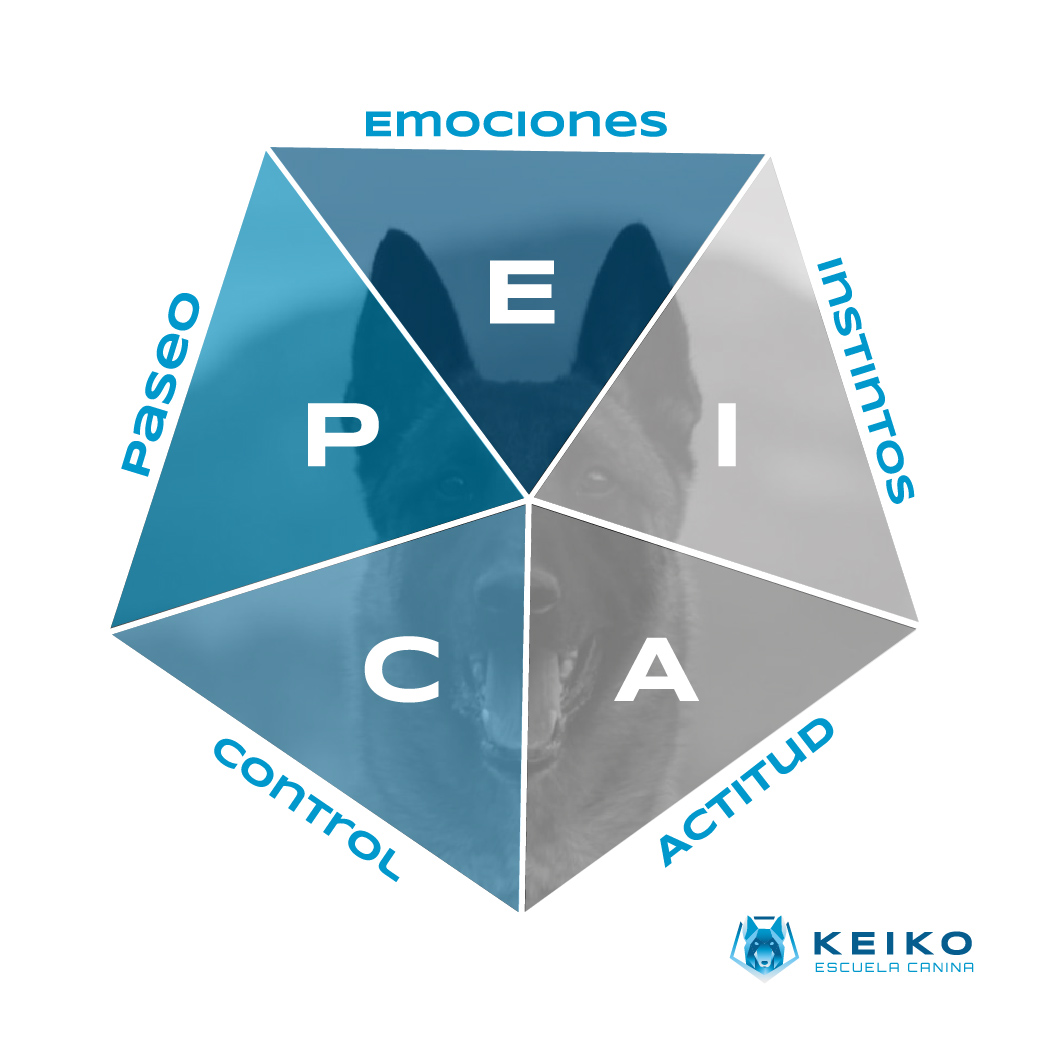 CURSO EDUCACIÓN CANINA - APRENDE A EDUCAR A TU PERRO CON EL MÉTODO E.P.I.C.A